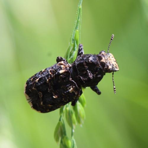 Réf. 342 223 : Platyrhinus resinosus